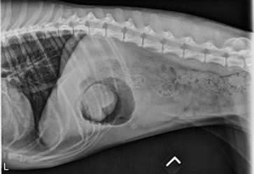 Radiografía intestino perro